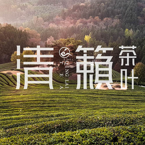 清籁茶_茶叶品牌设计